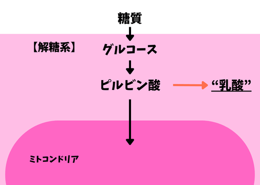 解糖系